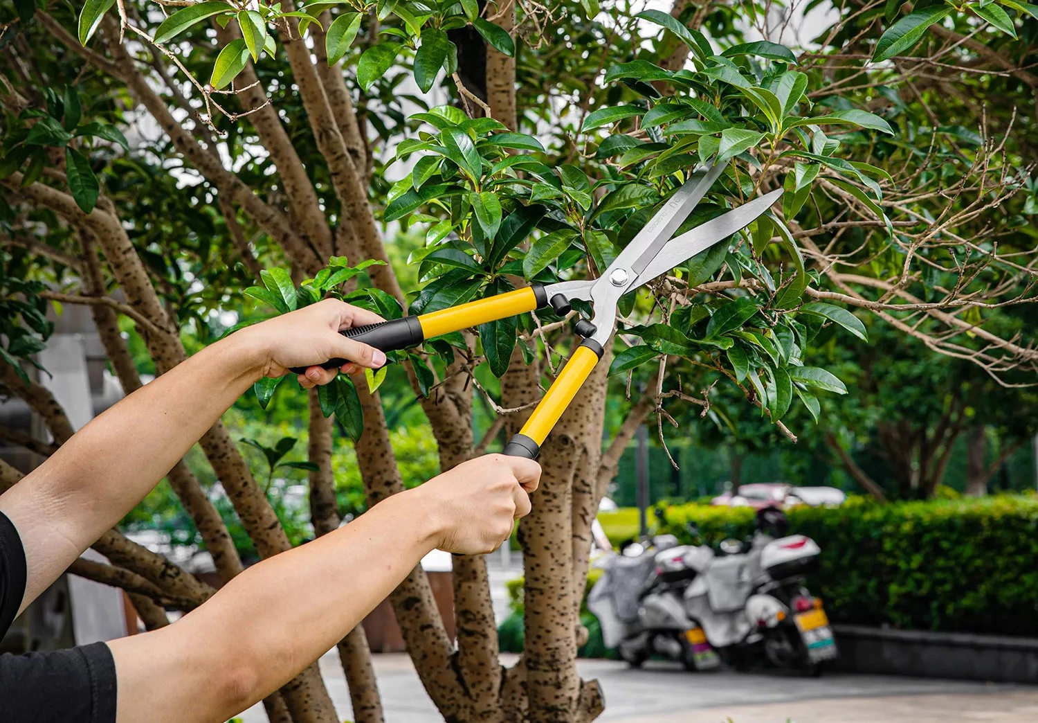 Perché abbiamo bisogno di cesoie da giardinaggio?